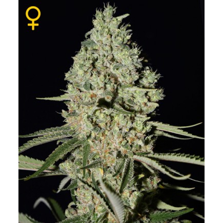 Super Critical